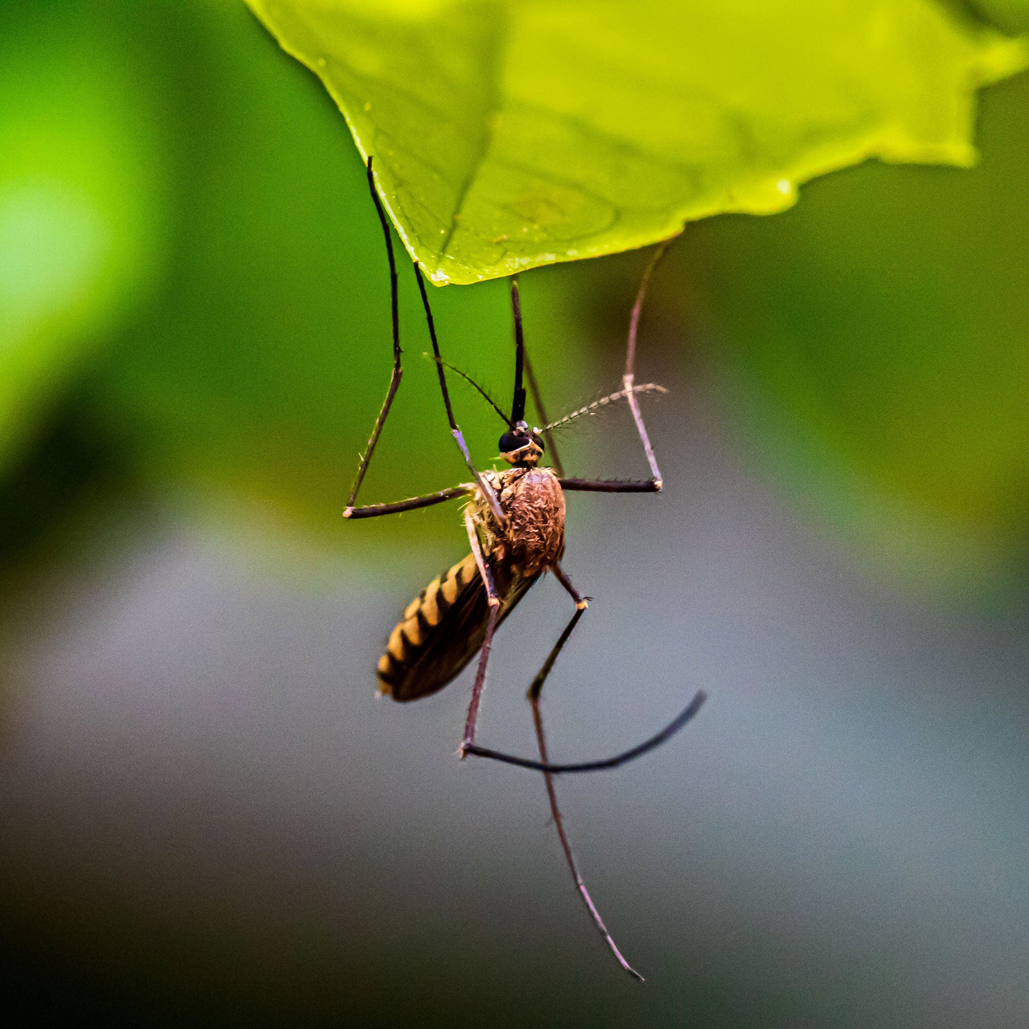 Comment se protéger des moustiques en voyage : conseils et astuces